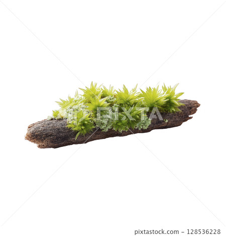 Small piece of wood is covered with vibrant green moss and lichen, creating natural and earthy texture. combination of wood and plant life evokes sense of tranquility and connection to nature Small piece of wood is covered with vibrant green moss and lichen, creating natural and earthy texture. combination of wood and plant life evokes sense of tranquility and connection to nature 128536228