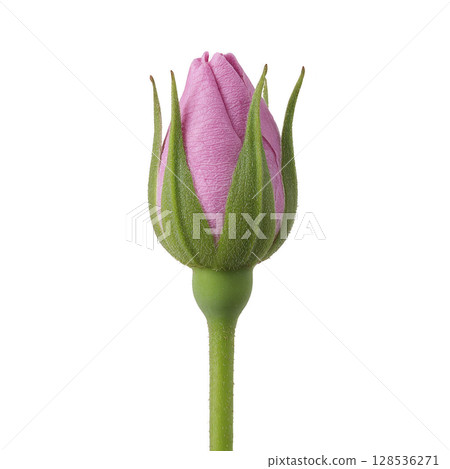 Single pink rosebud with green sepals and stem is shown against transparency background, highlighting its delicate texture and vibrant color. image captures beauty and simplicity of flower Single pink rosebud with green sepals and stem is shown against transparency background, highlighting its delicate texture and vibrant color. image captures beauty and simplicity of flower 128536271