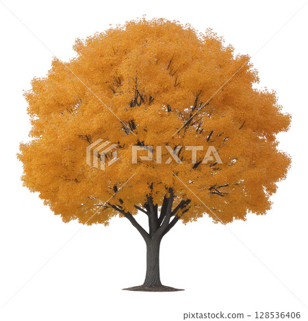 Vibrant tree with bright orange leaves stands alone, showcasing beauty of autumn. foliage is dense and full, creating striking contrast against bare branches beneath 128536406