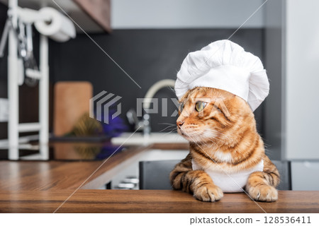 Bengal Cat - the chef is waiting for a treat in the kitchen. Bengal Cat - the chef is waiting for a treat in the kitchen. 128536411