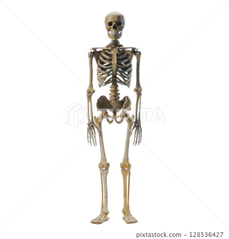 Human skeleton model stands upright, showcasing bones such as skull, ribcage, and pelvis. anatomical structure is detailed, highlighting skeletal system complexity 128536427