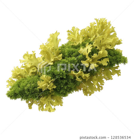 Vibrant cluster of green and yellow lichen with intricate textures and organic shapes, showcasing nature beauty and diversity. lichen appears lush and detailed Vibrant cluster of green and yellow lichen with intricate textures and organic shapes, showcasing nature beauty and diversity. lichen appears lush and detailed 128536534