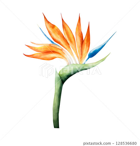 Realistic Strelitzia flower. Watercolor hand drawn tropical bird of paradise with green leaves. Isolated botanical illustration on transparent background. Perfect for tropical design projects. For Realistic Strelitzia flower. Watercolor hand drawn tropical bird of paradise with green leaves. Isolated botanical illustration on transparent background. Perfect for tropical design projects. For 128536680