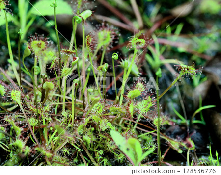 Carnivorous plant sundew colony 128536776