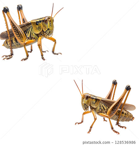 Close-up of a green grasshopper or brown grasshopper isolated on white background. 128536986