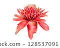 Etlingera elatior Flower PNG Transparent Background 128537091