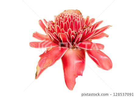 Etlingera elatior Flower PNG Transparent Background 128537091