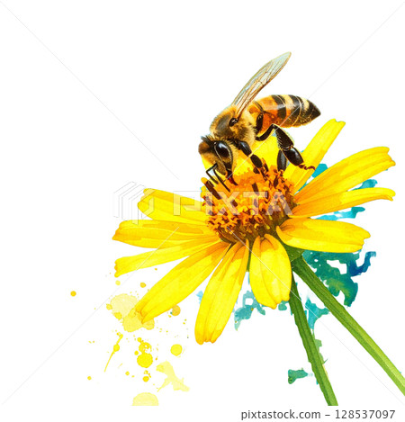 Golden bumblebee gathers honey and pollen from a bright yellow flower in a vibrant summer garden 128537097