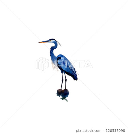 Blue heron, a majestic water bird, isolated on white 128537098