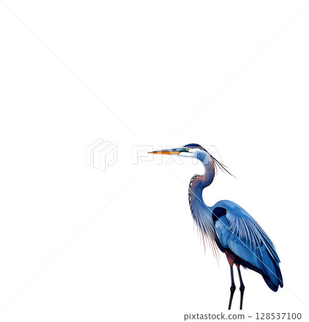 Blue heron, a majestic water bird, isolated on white 128537100