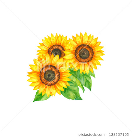 A single bright yellow sunflower blooming with green leaves on a white background. A single bright yellow sunflower blooming with green leaves on a white background. 128537105