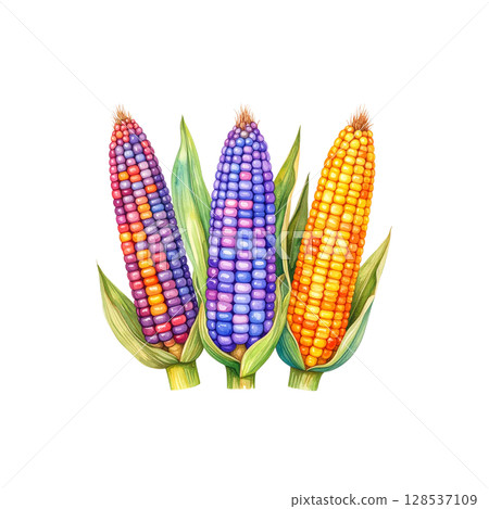 Fresh yellow corn on the cob, healthy and ripe vegetable, isolated on white. 128537109