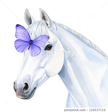White horse isolated on white background. White horse isolated on white background. 128537118