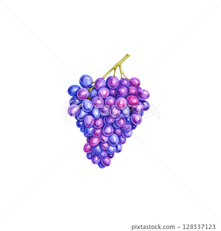 Fresh ripe red grapes with bright green leaves on the vine, isolated on a white background 128537123