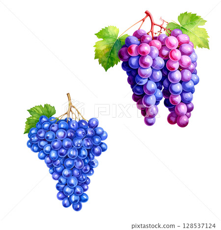 Fresh ripe red grapes with bright green leaves on the vine, isolated on a white background Fresh ripe red grapes with bright green leaves on the vine, isolated on a white background 128537124