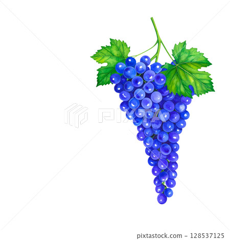 Fresh ripe red grapes with bright green leaves on the vine, isolated on a white background 128537125