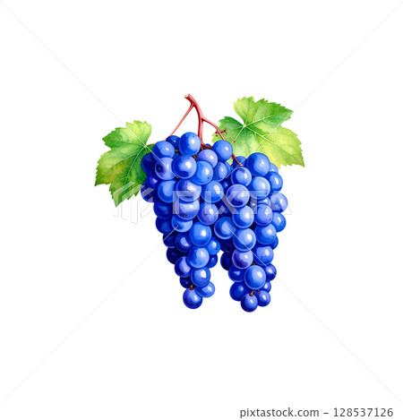Fresh ripe red grapes with bright green leaves on the vine, isolated on a white background Fresh ripe red grapes with bright green leaves on the vine, isolated on a white background 128537126