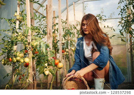 Bunch of fresh tomatoes. Beautiful young woman is gardening Bunch of fresh tomatoes. Beautiful young woman is gardening 128537298