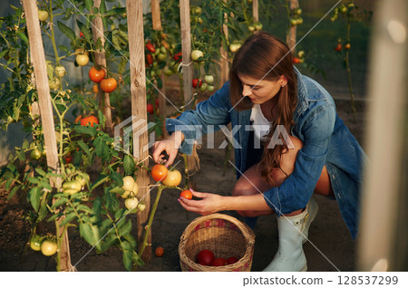 Picks tomatoes. Beautiful young woman is gardening Picks tomatoes. Beautiful young woman is gardening 128537299
