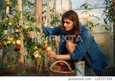 Picks tomatoes. Beautiful young woman is gardening Picks tomatoes. Beautiful young woman is gardening 128537304