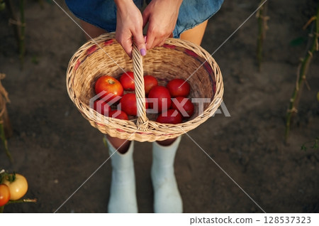 Basket with tomatoes. Beautiful young woman is gardening 128537323