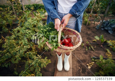 Basket with tomatoes. Beautiful young woman is gardening 128537339