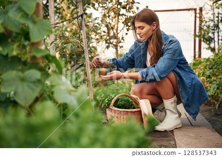 Bunch of fresh tomatoes. Beautiful young woman is gardening Bunch of fresh tomatoes. Beautiful young woman is gardening 128537343