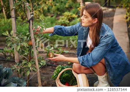 Bunch of fresh tomatoes. Beautiful young woman is gardening 128537344