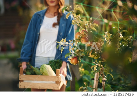 Full height shot, holding wooden box with cabbage. Beautiful young woman is gardening 128537429