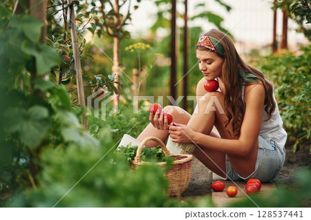 Fresh red tomatoes in hands. Beautiful young woman is gardening 128537441