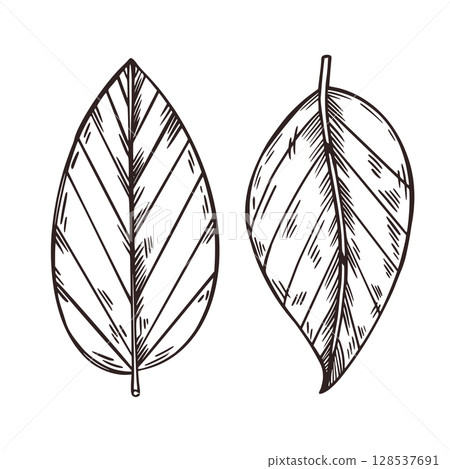 Walnut leaves, tree leaves. All objects are hand-drawn in vector. Illustration is suitable for decoration, design, printing on fabric, paper, for product packaging design. Vector illustration 128537691