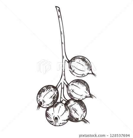 Macadamia nut on a branch, unripe macadamia nut. All objects are hand-drawn with ink. The illustration is suitable for printing on food packaging. cosmetics, for design and printing on paper, fabrics. Macadamia nut on a branch, unripe macadamia nut. All objects are hand-drawn with ink. The illustration is suitable for printing on food packaging. cosmetics, for design and printing on paper, fabrics. 128537694