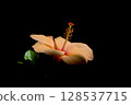 Light Orange Hibiscus Flower 128537715