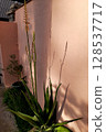 Aloe Vera Plant with Buds and Flowers 128537717