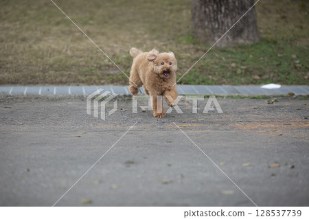 公園快樂奔跑的貴賓狗 公園快樂奔跑的貴賓狗 128537739