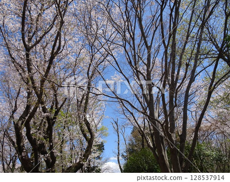 四月櫻花-34 四月櫻花-34 128537914