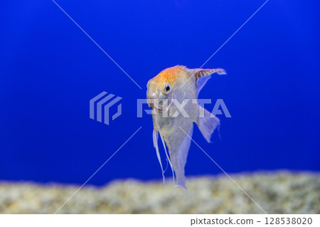 Angelfish Angelfish 128538020