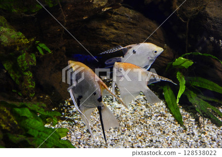 Angelfish Angelfish 128538022