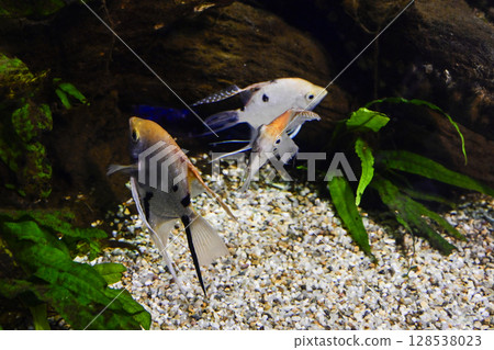 Angelfish Angelfish 128538023