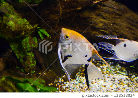 Angelfish  128538024