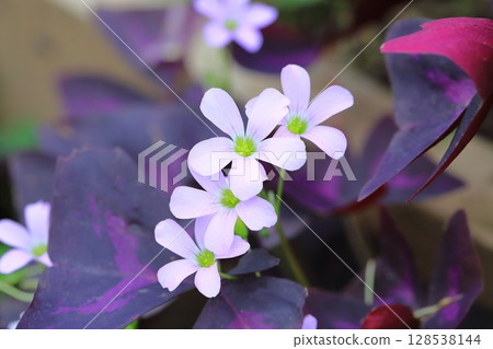 Oxalis triangularis (Purple Dance) 128538144