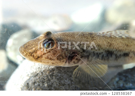 Goby caught in the ocean and kept in an aquarium Goby caught in the ocean and kept in an aquarium 128538167