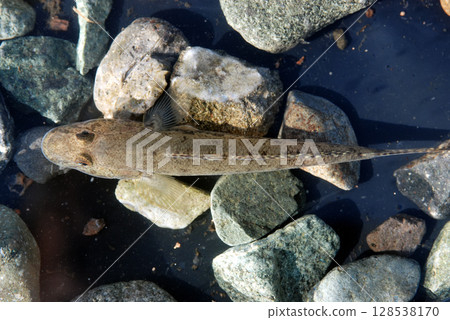 在海裡捕獲並飼養在水族館裡的蝦虎魚 在海裡捕獲並飼養在水族館裡的蝦虎魚 128538170