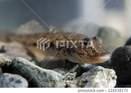 Goby caught in the ocean and kept in an aquarium 128538173