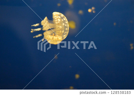 Tako水母 128538183