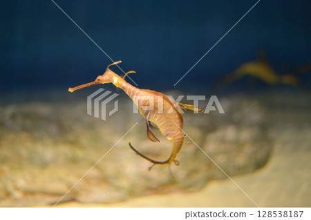 Weedy Sea Dragon Weedy Sea Dragon 128538187