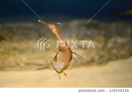 Weedy Sea Dragon Weedy Sea Dragon 128538188