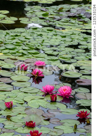 Water lily blooming pond 128538194