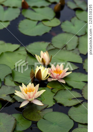 荷花開花的池塘 128538195