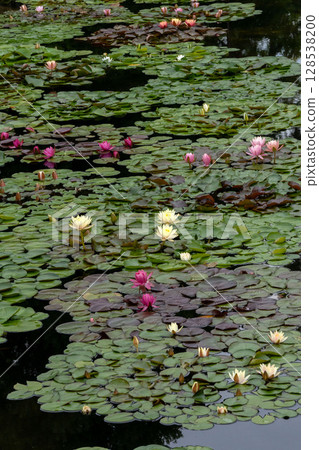 Water lily blooming pond Water lily blooming pond 128538200